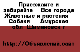 Приезжайте и забирайте. - Все города Животные и растения » Собаки   . Амурская обл.,Шимановск г.